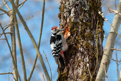 Dendrocopos leucotos