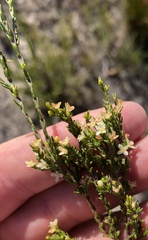 Lachnaea axillaris