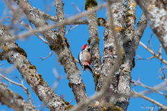 Dendrocoptes medius