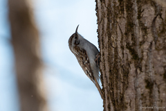 Certhia familiaris