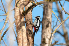 Dendrocopos major