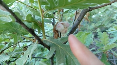 Andricus quercusramuli