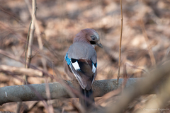 Garrulus glandarius