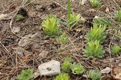 Endophyllum sempervivi