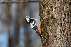Dendrocopos leucotos