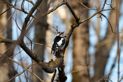 Dendrocopos major