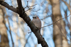 Garrulus glandarius