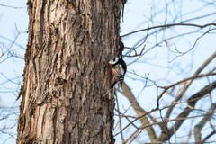 Dendrocoptes medius