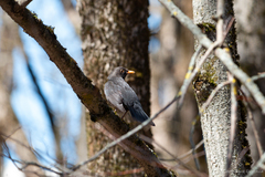 Turdus merula