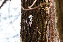 Dendrocoptes medius