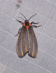 Haematomis uniformis