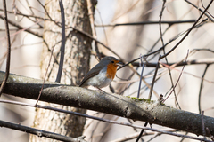Erithacus rubecula