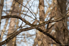Turdus iliacus