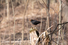 Turdus merula