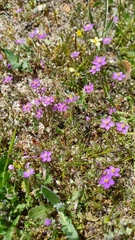 Spergularia purpurea
