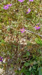 Spergularia purpurea