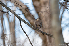 Turdus iliacus