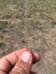 Boechera sanluisensis