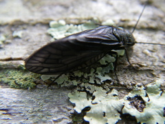 Sialis