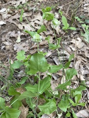 Silene campanulata