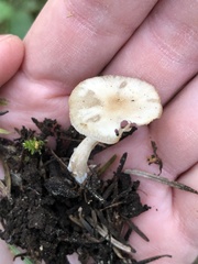 Clitocybe deceptiva