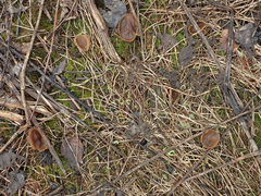 Peziza echinospora