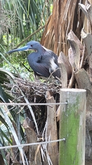 Egretta tricolor image