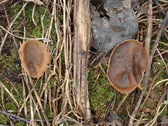 Peziza echinospora