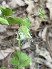 Silene campanulata