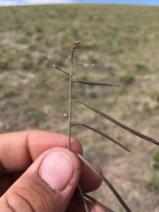 Boechera sanluisensis