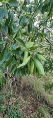 Ziziphus rivularis