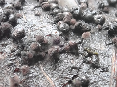 Lamproderma arcyrioides