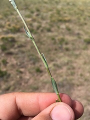 Boechera sanluisensis