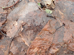 Lamproderma arcyrioides