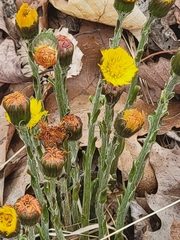 Tussilago