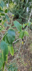 Ziziphus rivularis