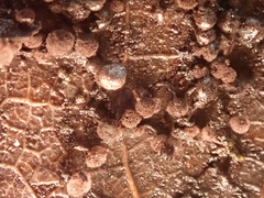 Lamproderma arcyrioides