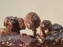 Lamproderma arcyrioides