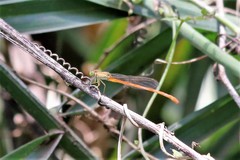 Ceriagrion glabrum