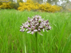 Allium tel-avivense