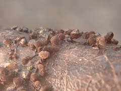 Lamproderma arcyrioides