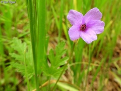 Erodium laciniatum