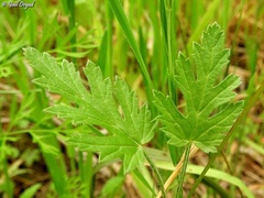 Erodium laciniatum