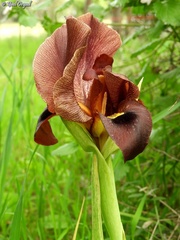 Iris atropurpurea