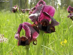 Iris atropurpurea