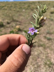 Penstemon crandallii