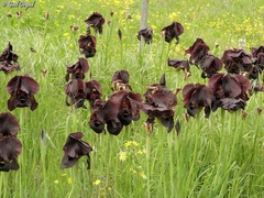 Iris atropurpurea