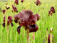 Iris atropurpurea