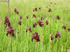 Iris atropurpurea
