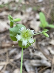 Silene campanulata